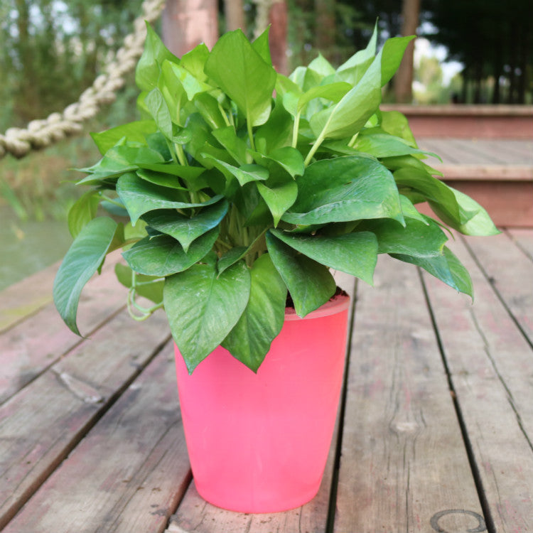 Nordic Hydroponics Flower Pot