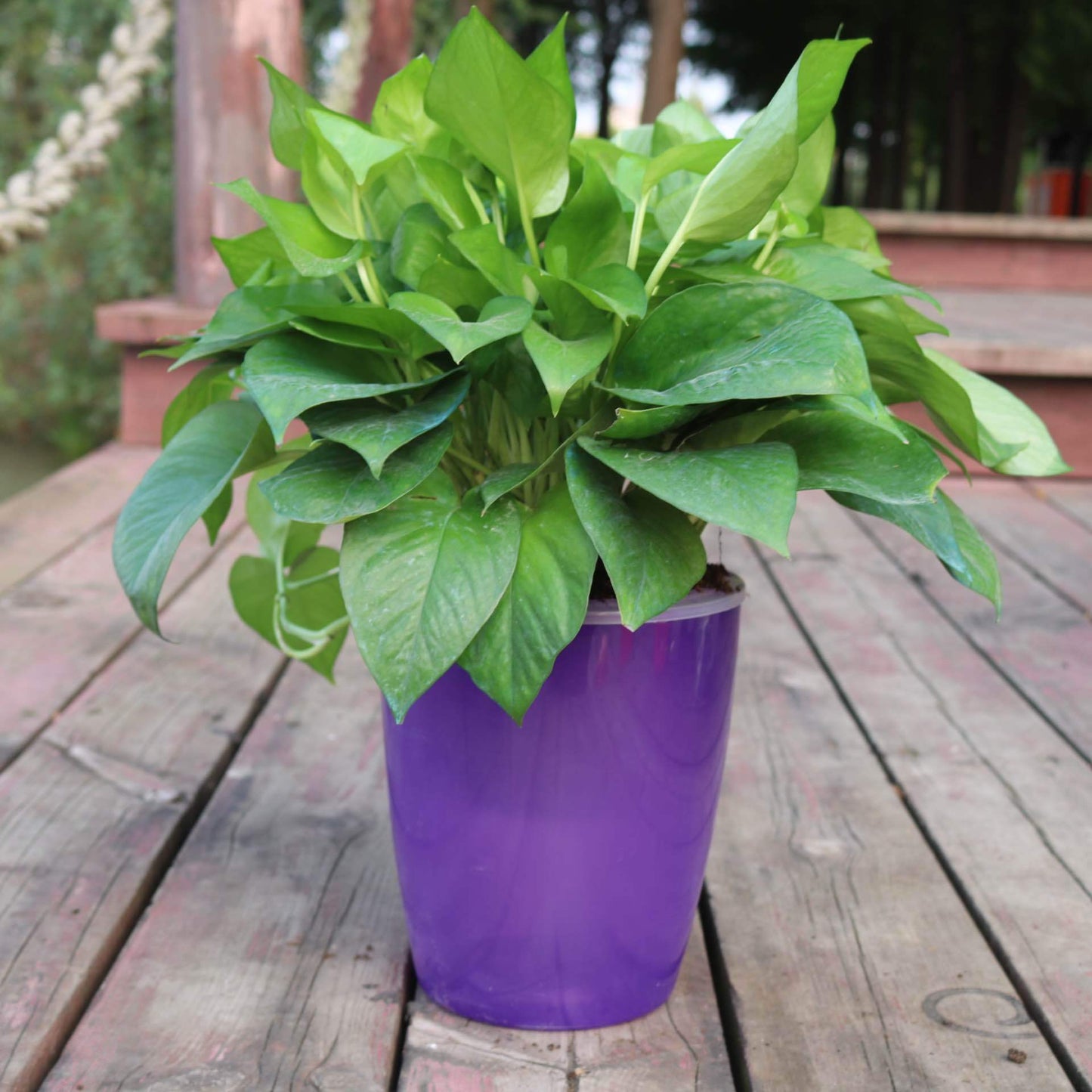 Nordic Hydroponics Flower Pot