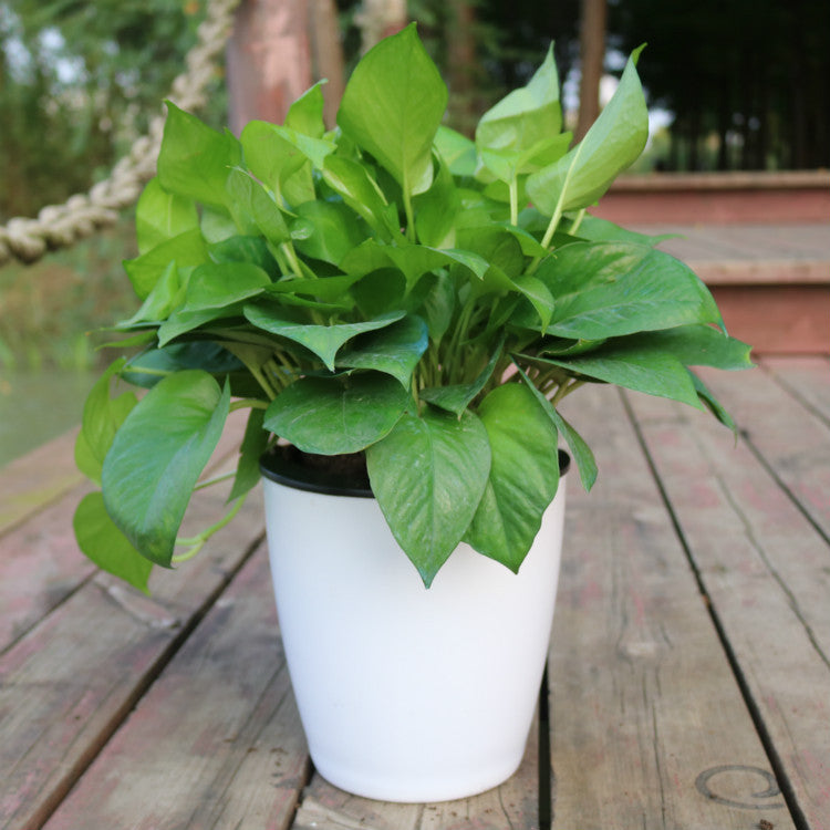 Nordic Hydroponics Flower Pot